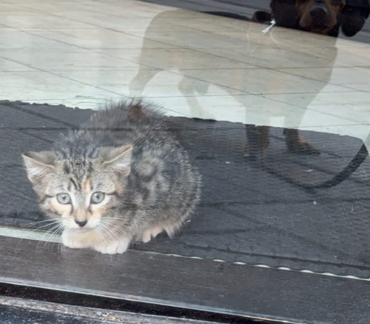 Αδέσποτα ζώα στην Ελλάδα: Μια σιωπηλή κρίση που επιμένει